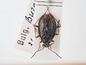  ( - BGE_ZSM_HET_0076)  @11 [ ] by-nc-sa (2024) SNSB, Staatliche Naturwissenschaftliche Sammlungen Bayerns ZSM (SNSB, Zoologische Staatssammlung Muenchen)