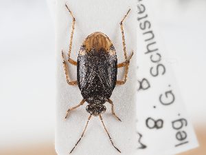  (Salda henschii - BGE_ZSM_HET_0077)  @11 [ ] by-nc-sa (2024) SNSB, Staatliche Naturwissenschaftliche Sammlungen Bayerns ZSM (SNSB, Zoologische Staatssammlung Muenchen)