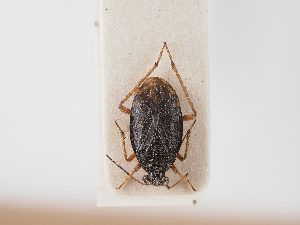  ( - BGE_ZSM_HET_0082)  @11 [ ] by-nc-sa (2024) SNSB, Staatliche Naturwissenschaftliche Sammlungen Bayerns ZSM (SNSB, Zoologische Staatssammlung Muenchen)