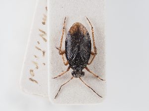  ( - BGE_ZSM_HET_0083)  @11 [ ] by-nc-sa (2024) SNSB, Staatliche Naturwissenschaftliche Sammlungen Bayerns ZSM (SNSB, Zoologische Staatssammlung Muenchen)