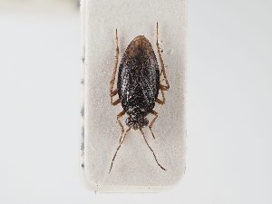  (Salda sahlbergi - BGE_ZSM_HET_0084)  @11 [ ] by-nc-sa (2024) SNSB, Staatliche Naturwissenschaftliche Sammlungen Bayerns ZSM (SNSB, Zoologische Staatssammlung Muenchen)