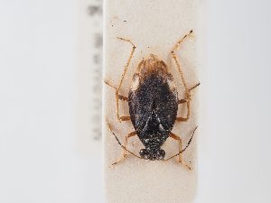  ( - BGE_ZSM_HET_0085)  @11 [ ] by-nc-sa (2024) SNSB, Staatliche Naturwissenschaftliche Sammlungen Bayerns ZSM (SNSB, Zoologische Staatssammlung Muenchen)