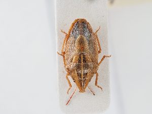  (Aelia furcula - BGE_ZSM_HET_0106)  @11 [ ] by-nc-sa (2024) SNSB, Staatliche Naturwissenschaftliche Sammlungen Bayerns ZSM (SNSB, Zoologische Staatssammlung Muenchen)