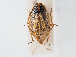  (Aelia germari - BGE_ZSM_HET_0108)  @11 [ ] by-nc-sa (2024) SNSB, Staatliche Naturwissenschaftliche Sammlungen Bayerns ZSM (SNSB, Zoologische Staatssammlung Muenchen)