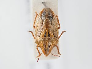  ( - BGE_ZSM_HET_0109)  @11 [ ] by-nc-sa (2024) SNSB, Staatliche Naturwissenschaftliche Sammlungen Bayerns ZSM (SNSB, Zoologische Staatssammlung Muenchen)