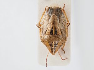  ( - BGE_ZSM_HET_0111)  @11 [ ] by-nc-sa (2024) SNSB, Staatliche Naturwissenschaftliche Sammlungen Bayerns ZSM (SNSB, Zoologische Staatssammlung Muenchen)
