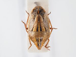  ( - BGE_ZSM_HET_0112)  @11 [ ] by-nc-sa (2024) SNSB, Staatliche Naturwissenschaftliche Sammlungen Bayerns ZSM (SNSB, Zoologische Staatssammlung Muenchen)