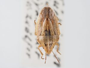  (Aelia melanota - BGE_ZSM_HET_0117)  @11 [ ] by-nc-sa (2024) SNSB, Staatliche Naturwissenschaftliche Sammlungen Bayerns ZSM (SNSB, Zoologische Staatssammlung Muenchen)