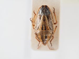  (Aelia notata - BGE_ZSM_HET_0119)  @11 [ ] by-nc-sa (2024) SNSB, Staatliche Naturwissenschaftliche Sammlungen Bayerns ZSM (SNSB, Zoologische Staatssammlung Muenchen)