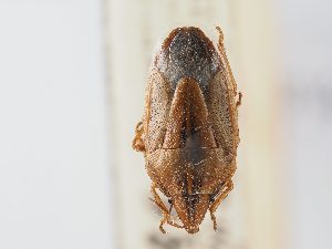  (Aelia sibirica - BGE_ZSM_HET_0120)  @11 [ ] by-nc-sa (2024) SNSB, Staatliche Naturwissenschaftliche Sammlungen Bayerns ZSM (SNSB, Zoologische Staatssammlung Muenchen)