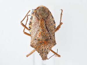  ( - BGE_ZSM_HET_0128)  @11 [ ] by-nc-sa (2024) SNSB, Staatliche Naturwissenschaftliche Sammlungen Bayerns ZSM (SNSB, Zoologische Staatssammlung Muenchen)