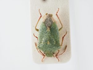  ( - BGE_ZSM_HET_0140)  @11 [ ] by-nc-sa (2024) SNSB, Staatliche Naturwissenschaftliche Sammlungen Bayerns ZSM (SNSB, Zoologische Staatssammlung Muenchen)