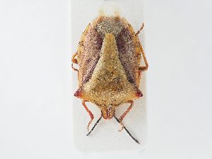  ( - BGE_ZSM_HET_0142)  @11 [ ] by-nc-sa (2024) SNSB, Staatliche Naturwissenschaftliche Sammlungen Bayerns ZSM (SNSB, Zoologische Staatssammlung Muenchen)