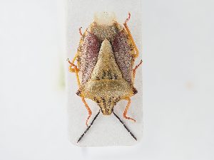  ( - BGE_ZSM_HET_0143)  @11 [ ] by-nc-sa (2024) SNSB, Staatliche Naturwissenschaftliche Sammlungen Bayerns ZSM (SNSB, Zoologische Staatssammlung Muenchen)