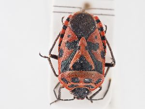  ( - BGE_ZSM_HET_0157)  @11 [ ] by-nc-sa (2024) SNSB, Staatliche Naturwissenschaftliche Sammlungen Bayerns ZSM (SNSB, Zoologische Staatssammlung Muenchen)