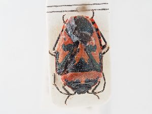  ( - BGE_ZSM_HET_0158)  @11 [ ] by-nc-sa (2024) SNSB, Staatliche Naturwissenschaftliche Sammlungen Bayerns ZSM (SNSB, Zoologische Staatssammlung Muenchen)