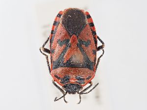  ( - BGE_ZSM_HET_0159)  @11 [ ] by-nc-sa (2024) SNSB, Staatliche Naturwissenschaftliche Sammlungen Bayerns ZSM (SNSB, Zoologische Staatssammlung Muenchen)