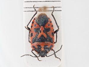  ( - BGE_ZSM_HET_0160)  @11 [ ] by-nc-sa (2024) SNSB, Staatliche Naturwissenschaftliche Sammlungen Bayerns ZSM (SNSB, Zoologische Staatssammlung Muenchen)