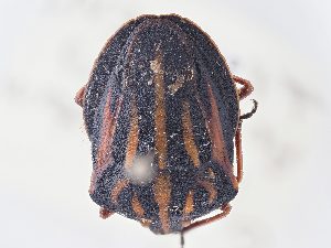 (Graphosoma interruptum - BGE_ZSM_HET_0169)  @11 [ ] by-nc-sa (2024) SNSB, Staatliche Naturwissenschaftliche Sammlungen Bayerns ZSM (SNSB, Zoologische Staatssammlung Muenchen)