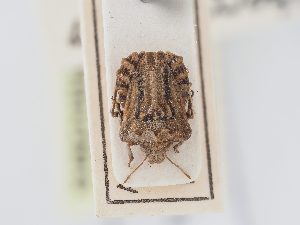 ( - BGE_ZSM_HET_0174)  @11 [ ] by-nc-sa (2024) SNSB, Staatliche Naturwissenschaftliche Sammlungen Bayerns ZSM (SNSB, Zoologische Staatssammlung Muenchen)