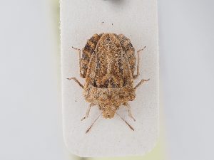  ( - BGE_ZSM_HET_0175)  @11 [ ] by-nc-sa (2024) SNSB, Staatliche Naturwissenschaftliche Sammlungen Bayerns ZSM (SNSB, Zoologische Staatssammlung Muenchen)