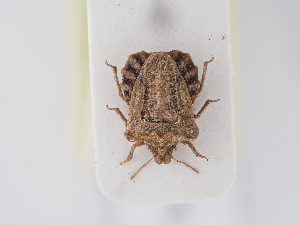  ( - BGE_ZSM_HET_0176)  @11 [ ] by-nc-sa (2024) SNSB, Staatliche Naturwissenschaftliche Sammlungen Bayerns ZSM (SNSB, Zoologische Staatssammlung Muenchen)