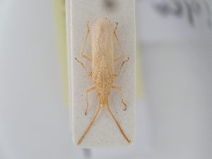  (Mecidea pallidissima - BGE_ZSM_HET_0178)  @11 [ ] by-nc-sa (2024) SNSB, Staatliche Naturwissenschaftliche Sammlungen Bayerns ZSM (SNSB, Zoologische Staatssammlung Muenchen)