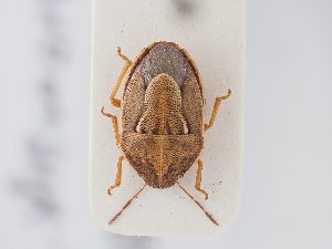 ( - BGE_ZSM_HET_0183)  @11 [ ] by-nc-sa (2024) SNSB, Staatliche Naturwissenschaftliche Sammlungen Bayerns ZSM (SNSB, Zoologische Staatssammlung Muenchen)