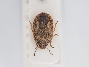  ( - BGE_ZSM_HET_0199)  @11 [ ] by-nc-sa (2024) SNSB, Staatliche Naturwissenschaftliche Sammlungen Bayerns ZSM (SNSB, Zoologische Staatssammlung Muenchen)