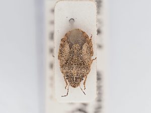  ( - BGE_ZSM_HET_0200)  @11 [ ] by-nc-sa (2024) SNSB, Staatliche Naturwissenschaftliche Sammlungen Bayerns ZSM (SNSB, Zoologische Staatssammlung Muenchen)