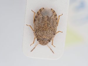  ( - BGE_ZSM_HET_0202)  @11 [ ] by-nc-sa (2024) SNSB, Staatliche Naturwissenschaftliche Sammlungen Bayerns ZSM (SNSB, Zoologische Staatssammlung Muenchen)