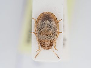  ( - BGE_ZSM_HET_0204)  @11 [ ] by-nc-sa (2024) SNSB, Staatliche Naturwissenschaftliche Sammlungen Bayerns ZSM (SNSB, Zoologische Staatssammlung Muenchen)