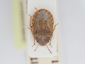  ( - BGE_ZSM_HET_0205)  @11 [ ] by-nc-sa (2024) SNSB, Staatliche Naturwissenschaftliche Sammlungen Bayerns ZSM (SNSB, Zoologische Staatssammlung Muenchen)
