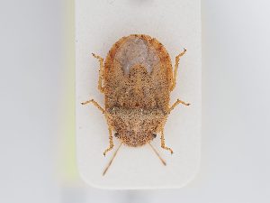  ( - BGE_ZSM_HET_0206)  @11 [ ] by-nc-sa (2024) SNSB, Staatliche Naturwissenschaftliche Sammlungen Bayerns ZSM (SNSB, Zoologische Staatssammlung Muenchen)