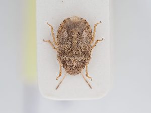  ( - BGE_ZSM_HET_0207)  @11 [ ] by-nc-sa (2024) SNSB, Staatliche Naturwissenschaftliche Sammlungen Bayerns ZSM (SNSB, Zoologische Staatssammlung Muenchen)
