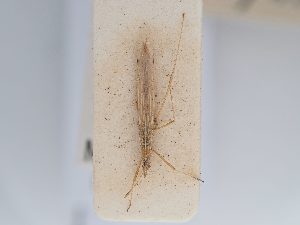  (Berytinus hirticornis hirticornis - BGE_ZSM_HET_0245)  @11 [ ] by-nc-sa (2024) SNSB, Staatliche Naturwissenschaftliche Sammlungen Bayerns ZSM (SNSB, Zoologische Staatssammlung Muenchen)