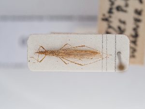  (Berytinus hirticornis pilipes - BGE_ZSM_HET_0250)  @11 [ ] by-nc-sa (2024) SNSB, Staatliche Naturwissenschaftliche Sammlungen Bayerns ZSM (SNSB, Zoologische Staatssammlung Muenchen)