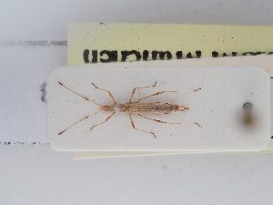  ( - BGE_ZSM_HET_0253)  @11 [ ] by-nc-sa (2024) SNSB, Staatliche Naturwissenschaftliche Sammlungen Bayerns ZSM (SNSB, Zoologische Staatssammlung Muenchen)