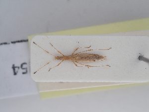  ( - BGE_ZSM_HET_0254)  @11 [ ] by-nc-sa (2024) SNSB, Staatliche Naturwissenschaftliche Sammlungen Bayerns ZSM (SNSB, Zoologische Staatssammlung Muenchen)