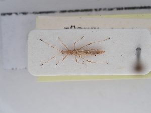  ( - BGE_ZSM_HET_0255)  @11 [ ] by-nc-sa (2024) SNSB, Staatliche Naturwissenschaftliche Sammlungen Bayerns ZSM (SNSB, Zoologische Staatssammlung Muenchen)