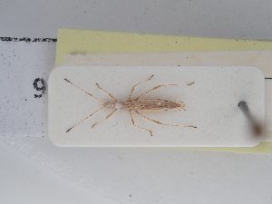  ( - BGE_ZSM_HET_0256)  @11 [ ] by-nc-sa (2024) SNSB, Staatliche Naturwissenschaftliche Sammlungen Bayerns ZSM (SNSB, Zoologische Staatssammlung Muenchen)