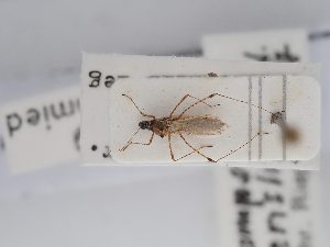  (Gampsocoris enslini - BGE_ZSM_HET_0257)  @11 [ ] by-nc-sa (2024) SNSB, Staatliche Naturwissenschaftliche Sammlungen Bayerns ZSM (SNSB, Zoologische Staatssammlung Muenchen)