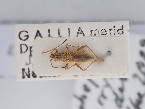  ( - BGE_ZSM_HET_0267)  @11 [ ] by-nc-sa (2024) SNSB, Staatliche Naturwissenschaftliche Sammlungen Bayerns ZSM (SNSB, Zoologische Staatssammlung Muenchen)