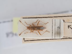  ( - BGE_ZSM_HET_0268)  @11 [ ] by-nc-sa (2024) SNSB, Staatliche Naturwissenschaftliche Sammlungen Bayerns ZSM (SNSB, Zoologische Staatssammlung Muenchen)