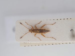  ( - BGE_ZSM_HET_0269)  @11 [ ] by-nc-sa (2024) SNSB, Staatliche Naturwissenschaftliche Sammlungen Bayerns ZSM (SNSB, Zoologische Staatssammlung Muenchen)