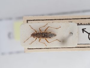  ( - BGE_ZSM_HET_0270)  @11 [ ] by-nc-sa (2024) SNSB, Staatliche Naturwissenschaftliche Sammlungen Bayerns ZSM (SNSB, Zoologische Staatssammlung Muenchen)