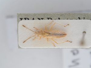  (Agraphopus suturalis - BGE_ZSM_HET_0271)  @11 [ ] by-nc-sa (2024) SNSB, Staatliche Naturwissenschaftliche Sammlungen Bayerns ZSM (SNSB, Zoologische Staatssammlung Muenchen)
