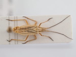  (Acetropis longirostris - BGE_ZSM_HET_0286)  @11 [ ] by-nc-sa (2024) SNSB, Staatliche Naturwissenschaftliche Sammlungen Bayerns ZSM (SNSB, Zoologische Staatssammlung Muenchen)