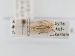  ( - BGE_ZSM_HET_0288)  @11 [ ] by-nc-sa (2024) SNSB, Staatliche Naturwissenschaftliche Sammlungen Bayerns ZSM (SNSB, Zoologische Staatssammlung Muenchen)