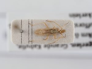  ( - BGE_ZSM_HET_0289)  @11 [ ] by-nc-sa (2024) SNSB, Staatliche Naturwissenschaftliche Sammlungen Bayerns ZSM (SNSB, Zoologische Staatssammlung Muenchen)